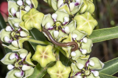 Milliped on Antelope Horn Milkweed 2025